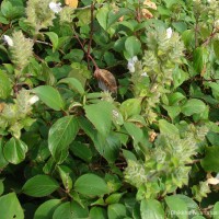 Strobilanthes rhamnifolia var. rhamnifolia (Nees) T. Anderson